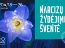 Narcizų žydėjimo šventė 2025